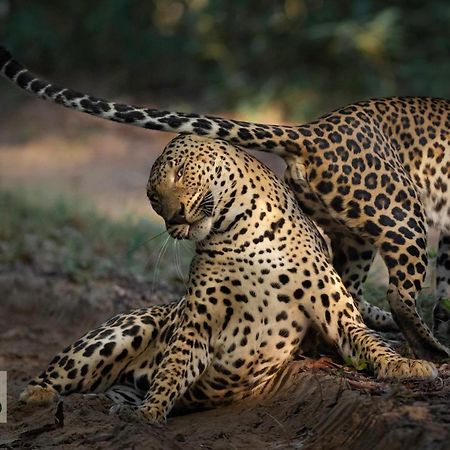 Wilpattu Wildhideaway Hotell Galkadawala Eksteriør bilde
